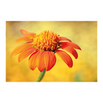 Orange Tithonia